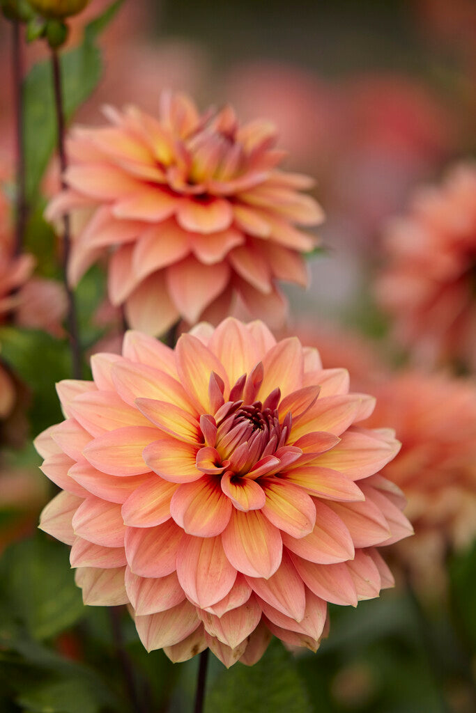 Dahlia Dekorativ Nicholas 1-pakning NYHET